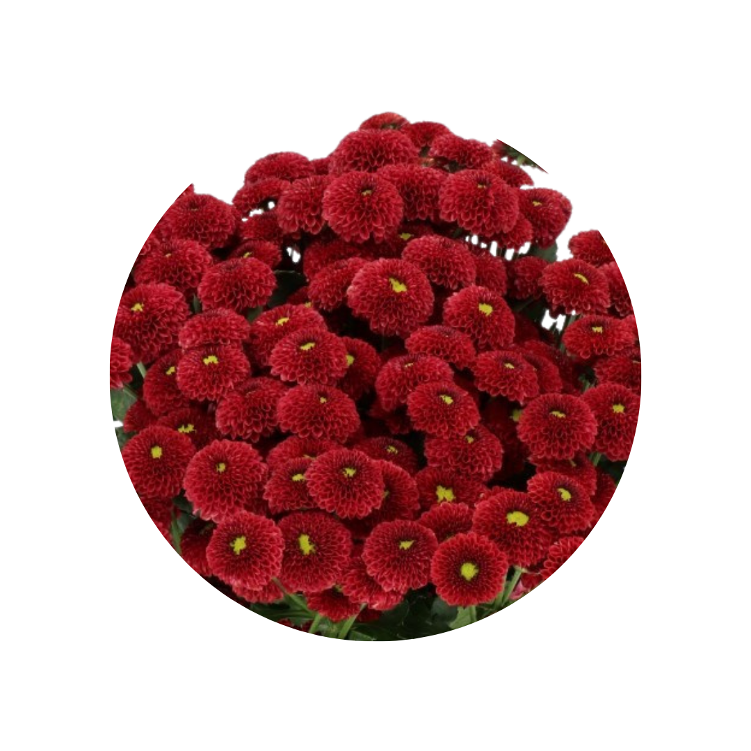 9 Krizantēma Purpet Red