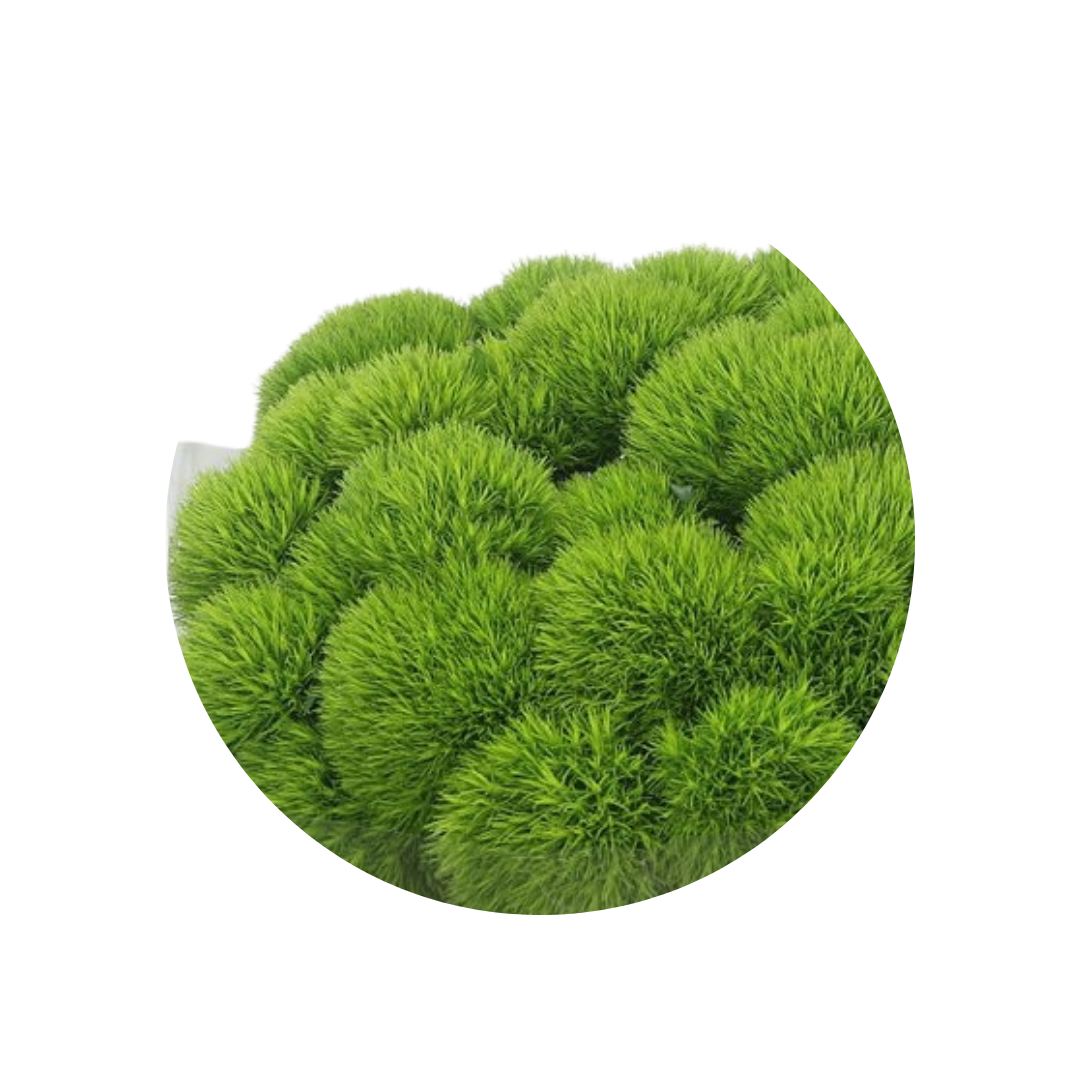 9 Diantus Barb Kiwi Mellow