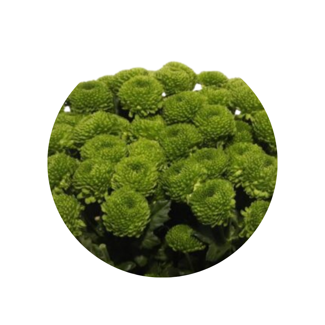 9 Krizantēma Deligreen