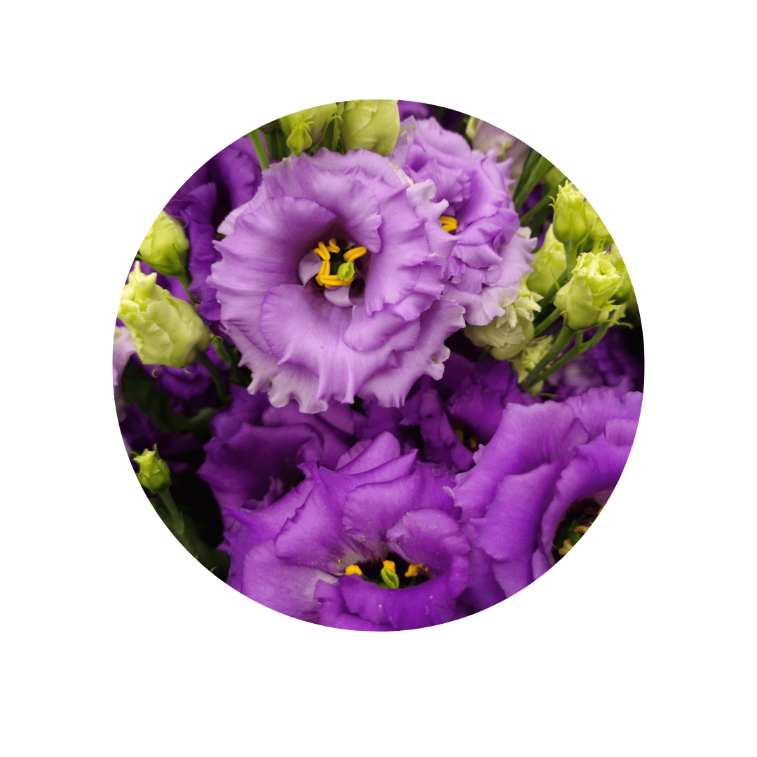 9 Lizante Alissa Blue