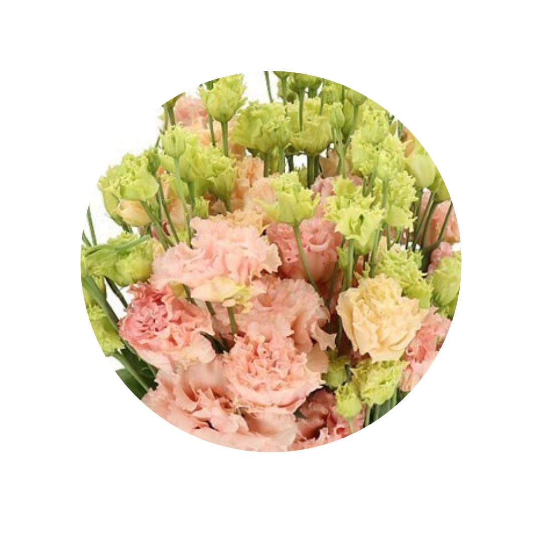 9 Lizante ALISSA PEACH