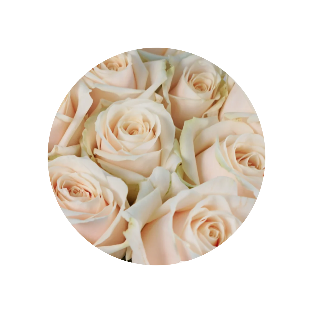 9 Roze Dolchester