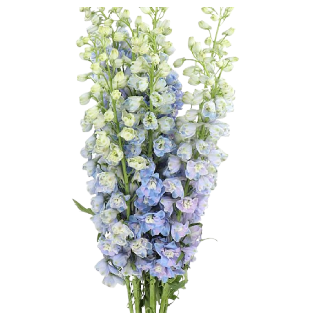 9 Delhinium Du Guard Blue