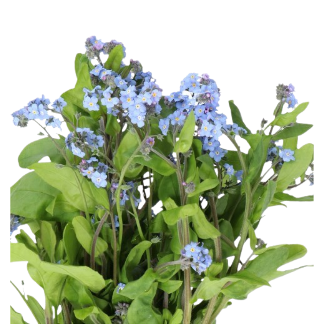 9 Neaizmirstulīte Blue Memory