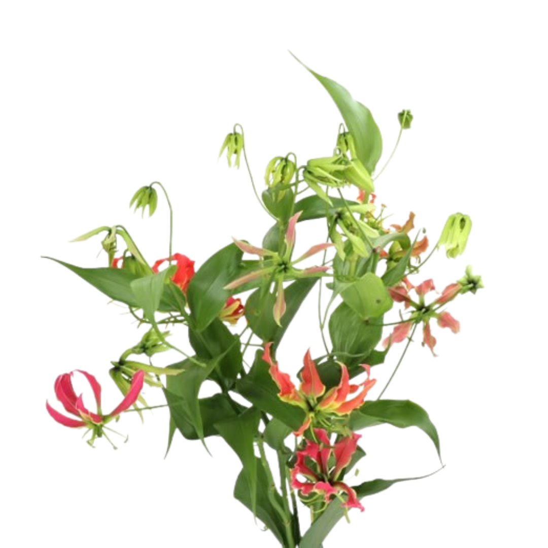 9 Gloriosa Fifty Shades