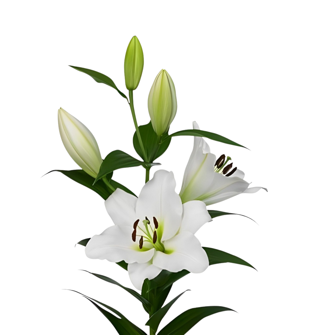 9 Lillija Tisento
