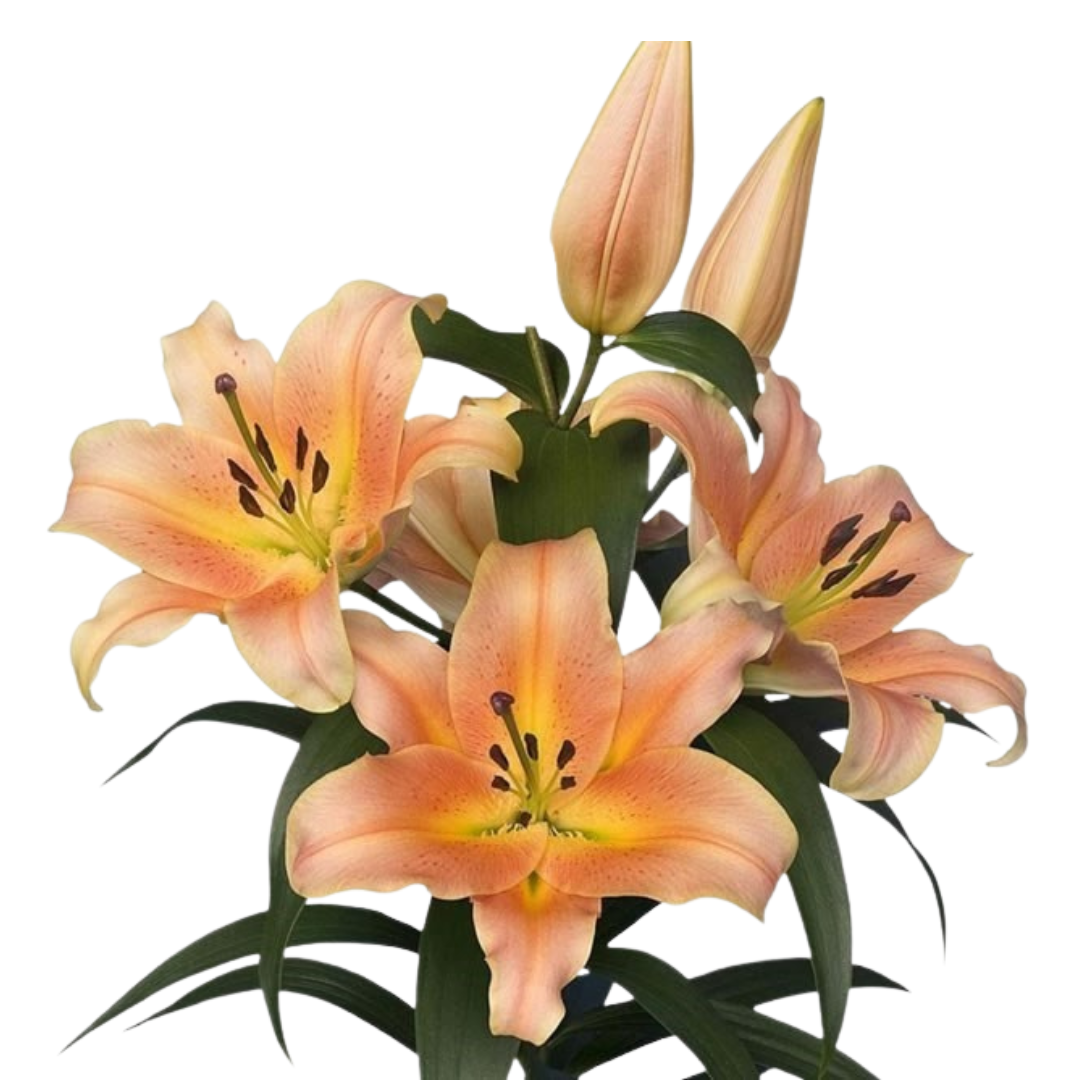 9 Lillija Zelmira
