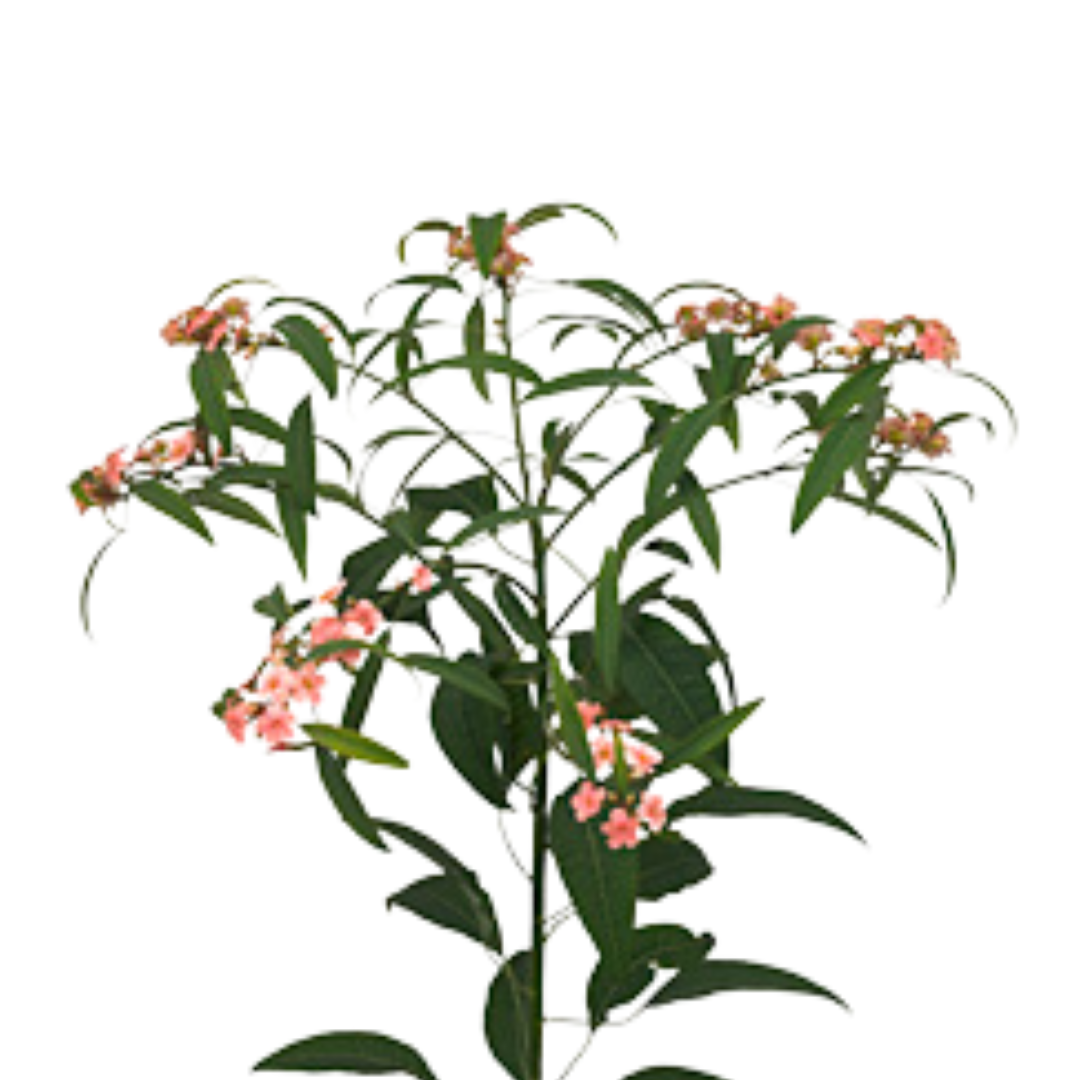 9 Eiforbija ‘Pink Baron’