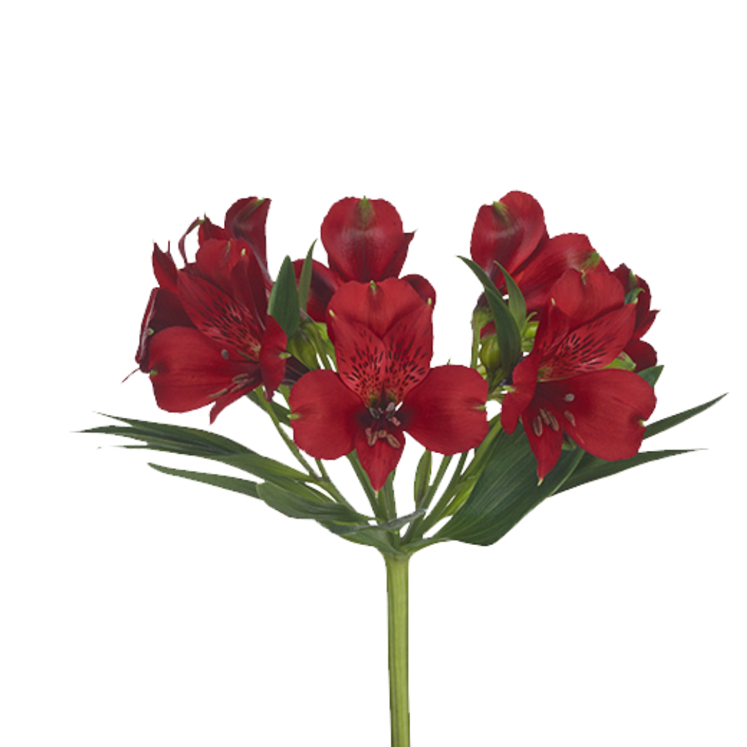 9 Alstromērija Lambada