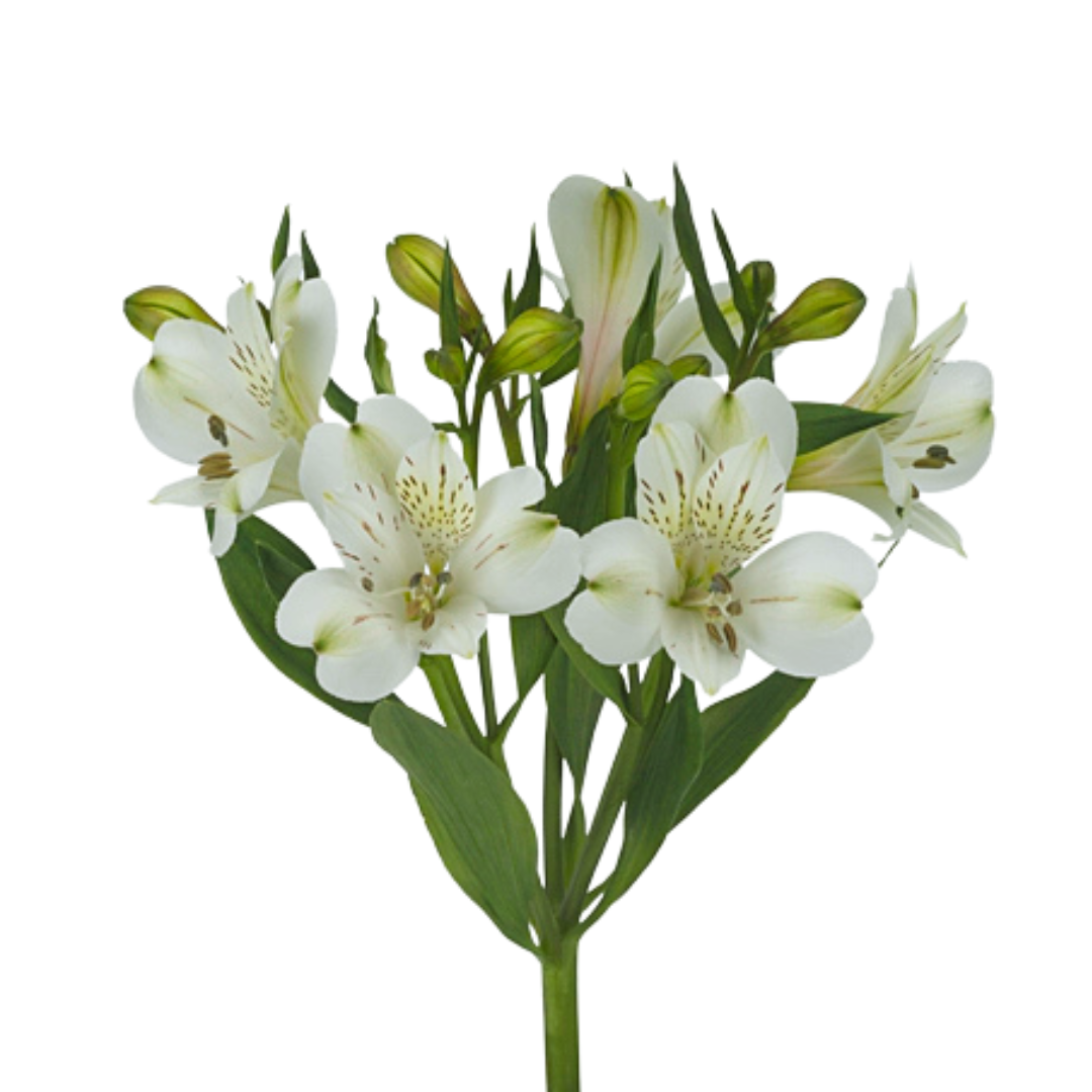 9 Alstromērija White Swan