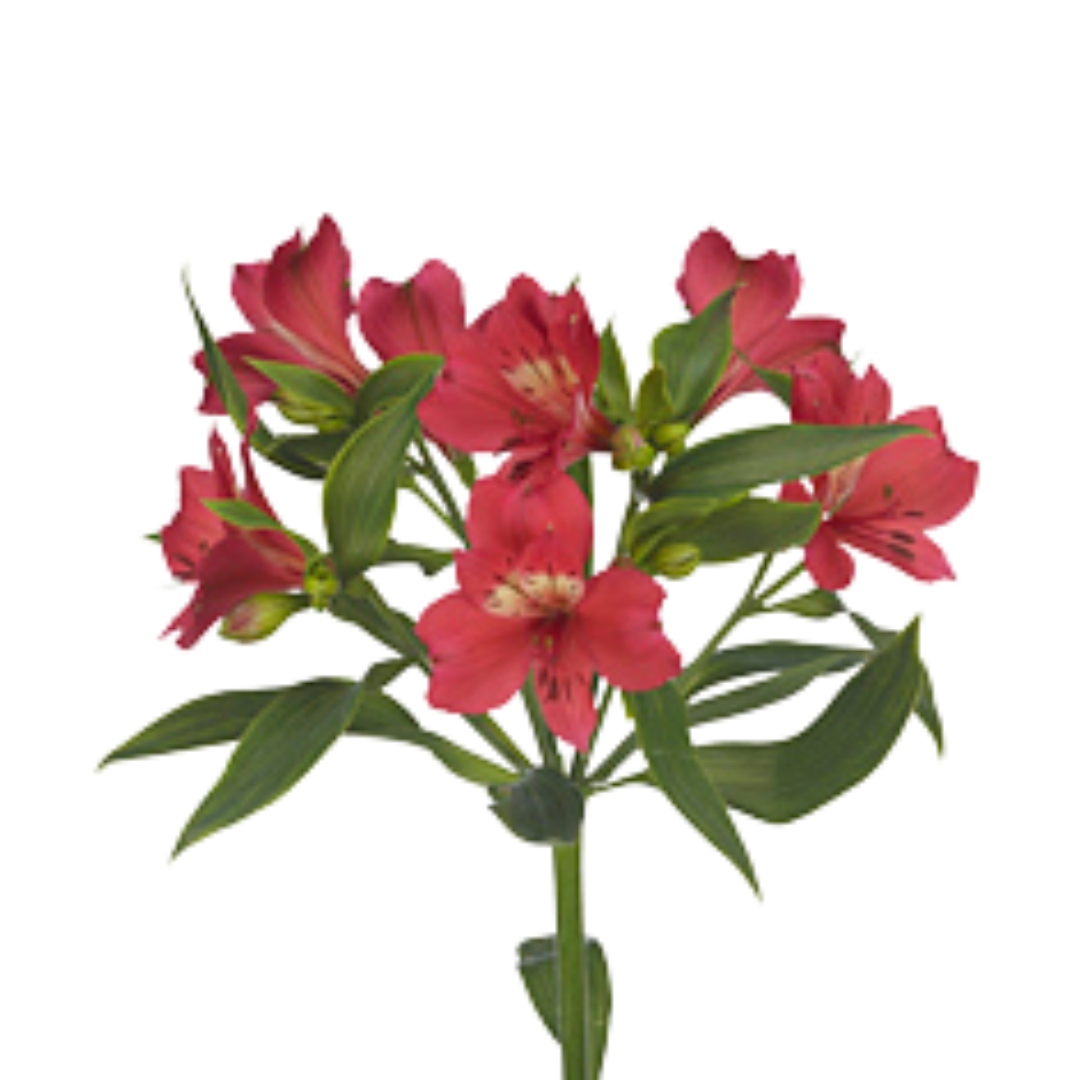 9 Alstromērija Tania