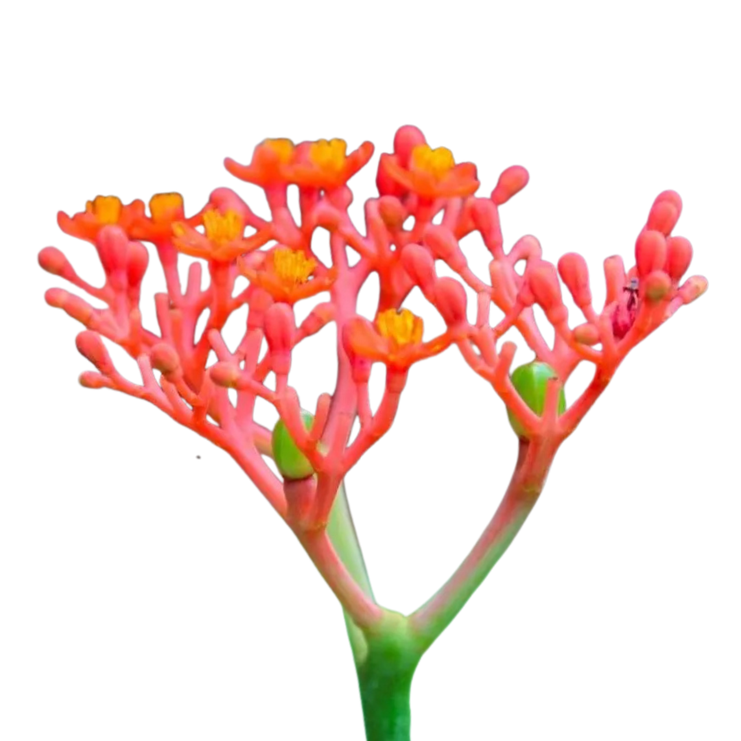 9 Podagras jatrofa ‘Firecracker