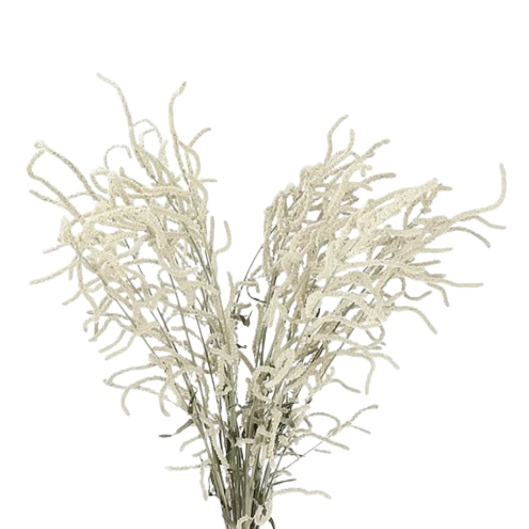 9 Amarants Yearning Desert