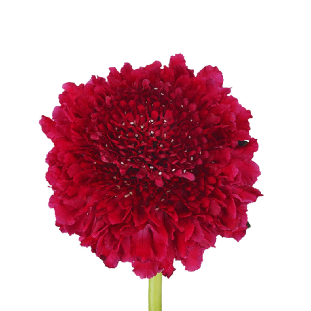 9 Skabioza ‘Atropurpurea Scoop Blackberry Pie