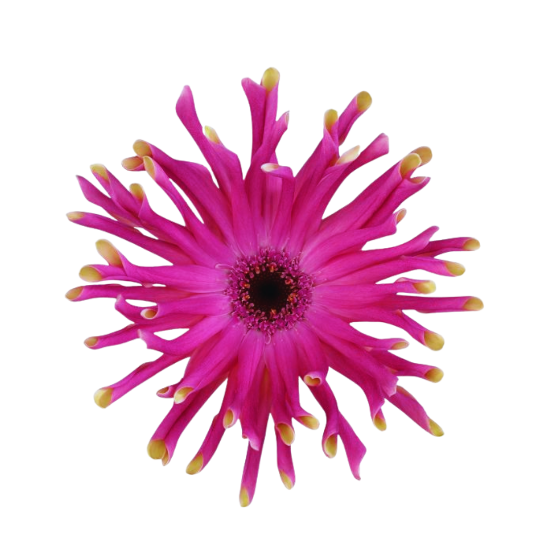 9 Gerbera Pastini Vittorio