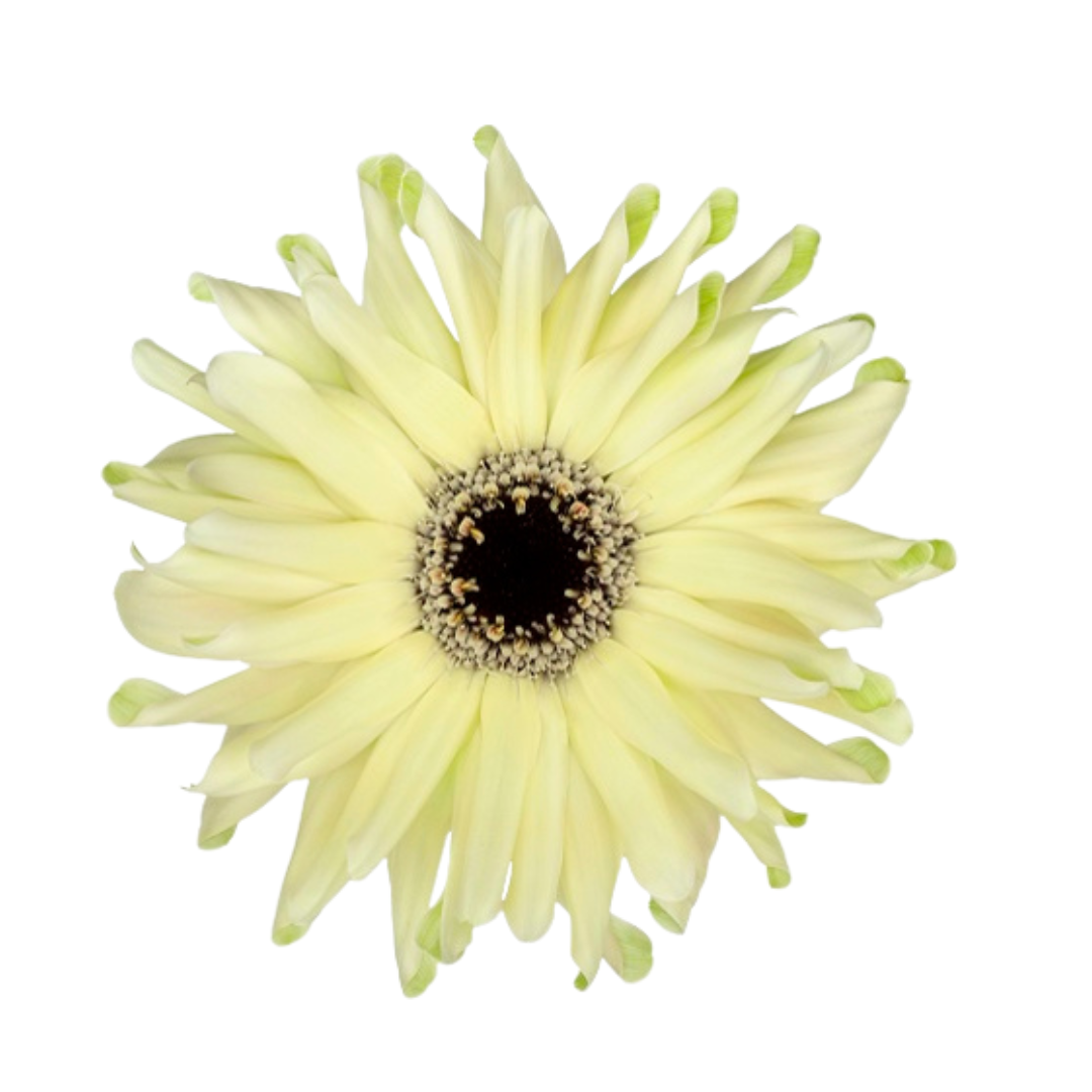 9 Gerbera Pastini Spritz