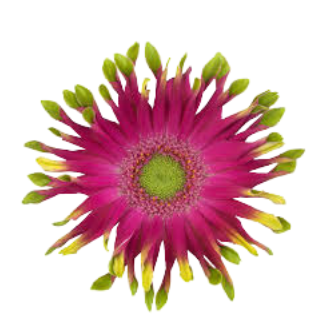 9 Gerbera Pastini Milazz