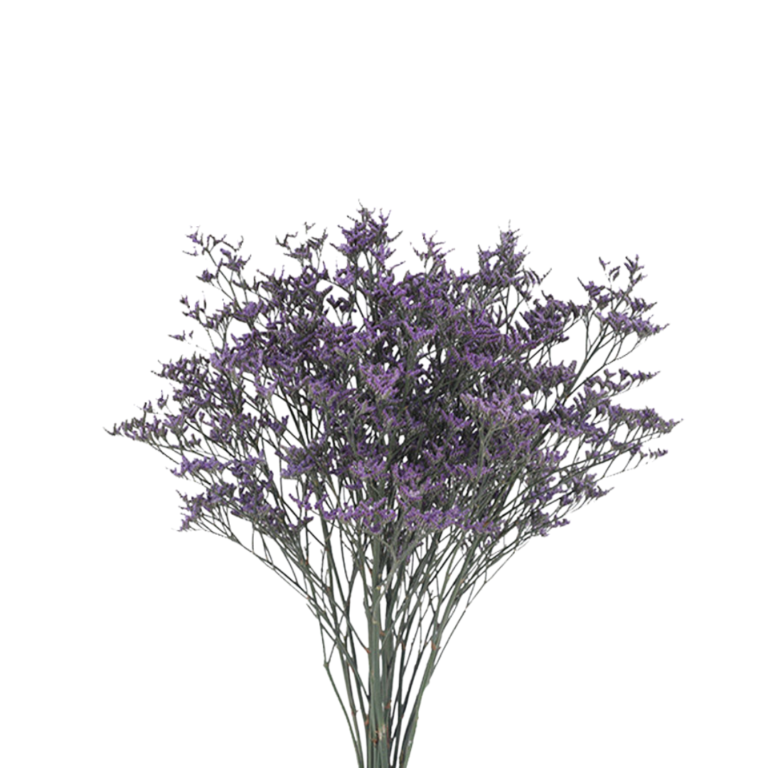 9 Limonija Safora Dark Blue
