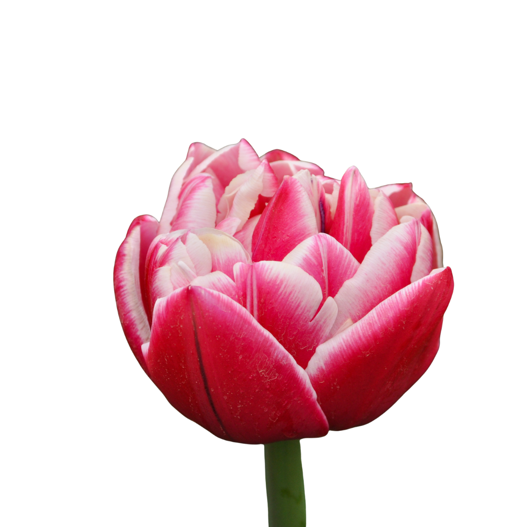 9 Tulpe Tu Du Columbus