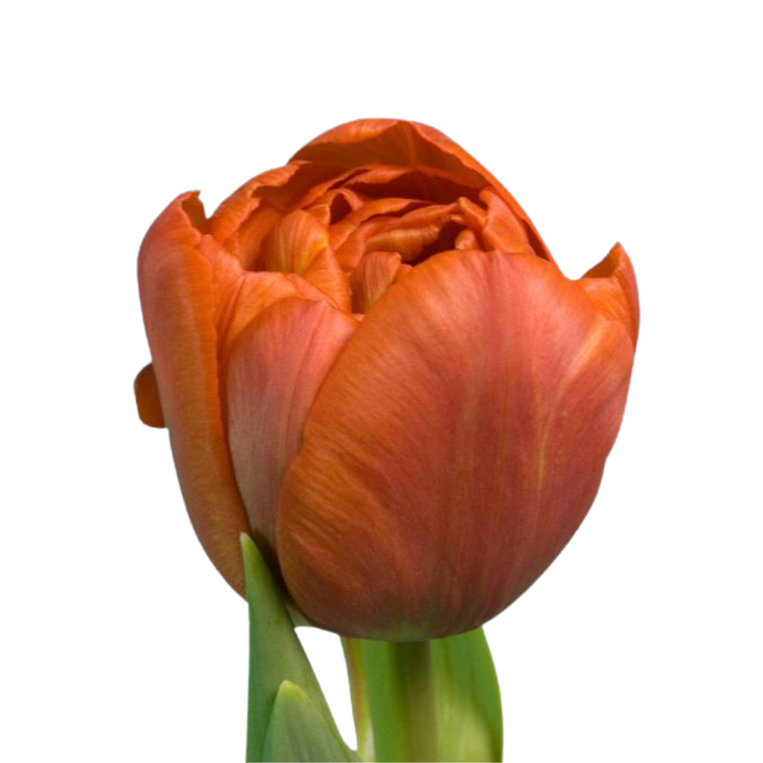 9 Tulpe Tu Du Geneva