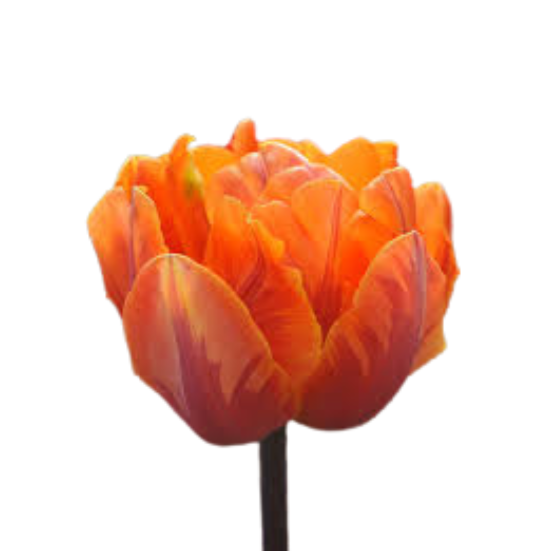 9 Tulpe Orange Princes