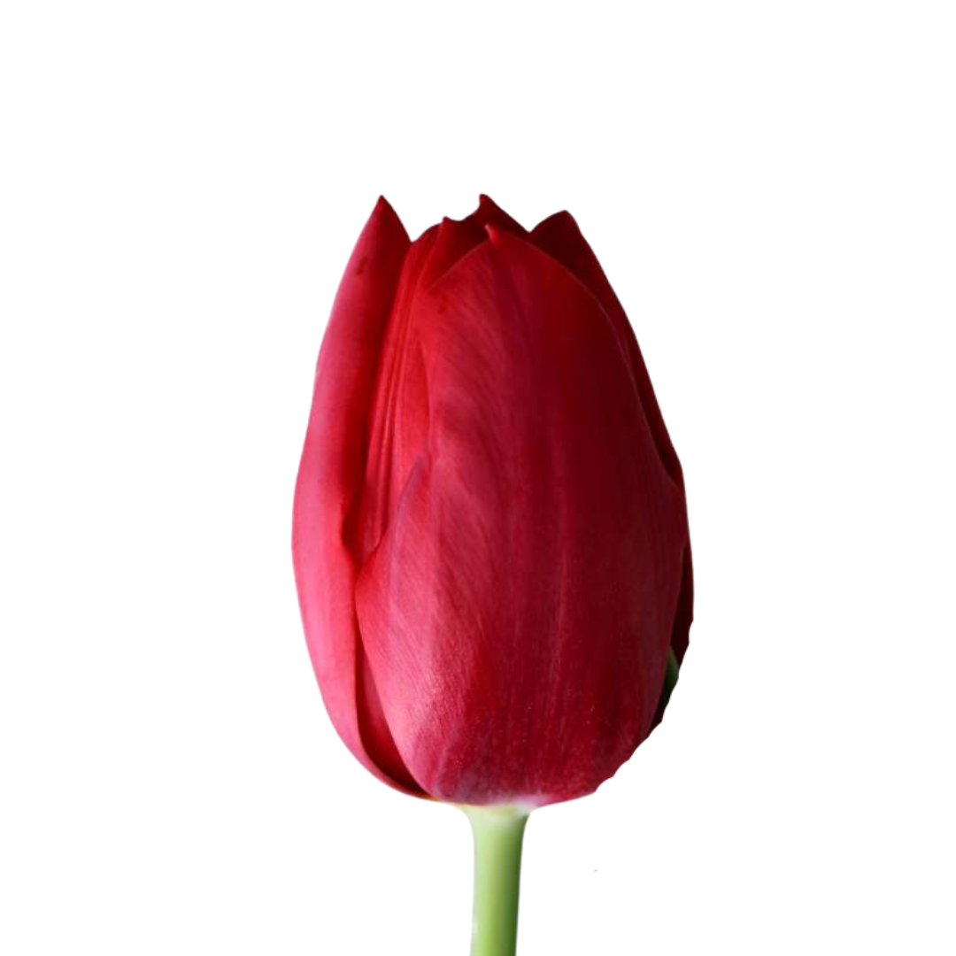 9 Tulpe Delta Red