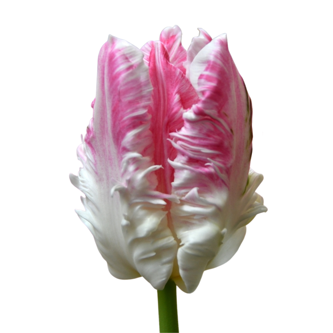 9 Tulpe Cabanna