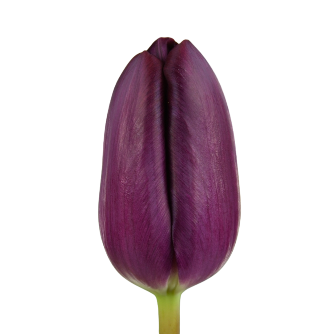 9 Tulpe Caviar