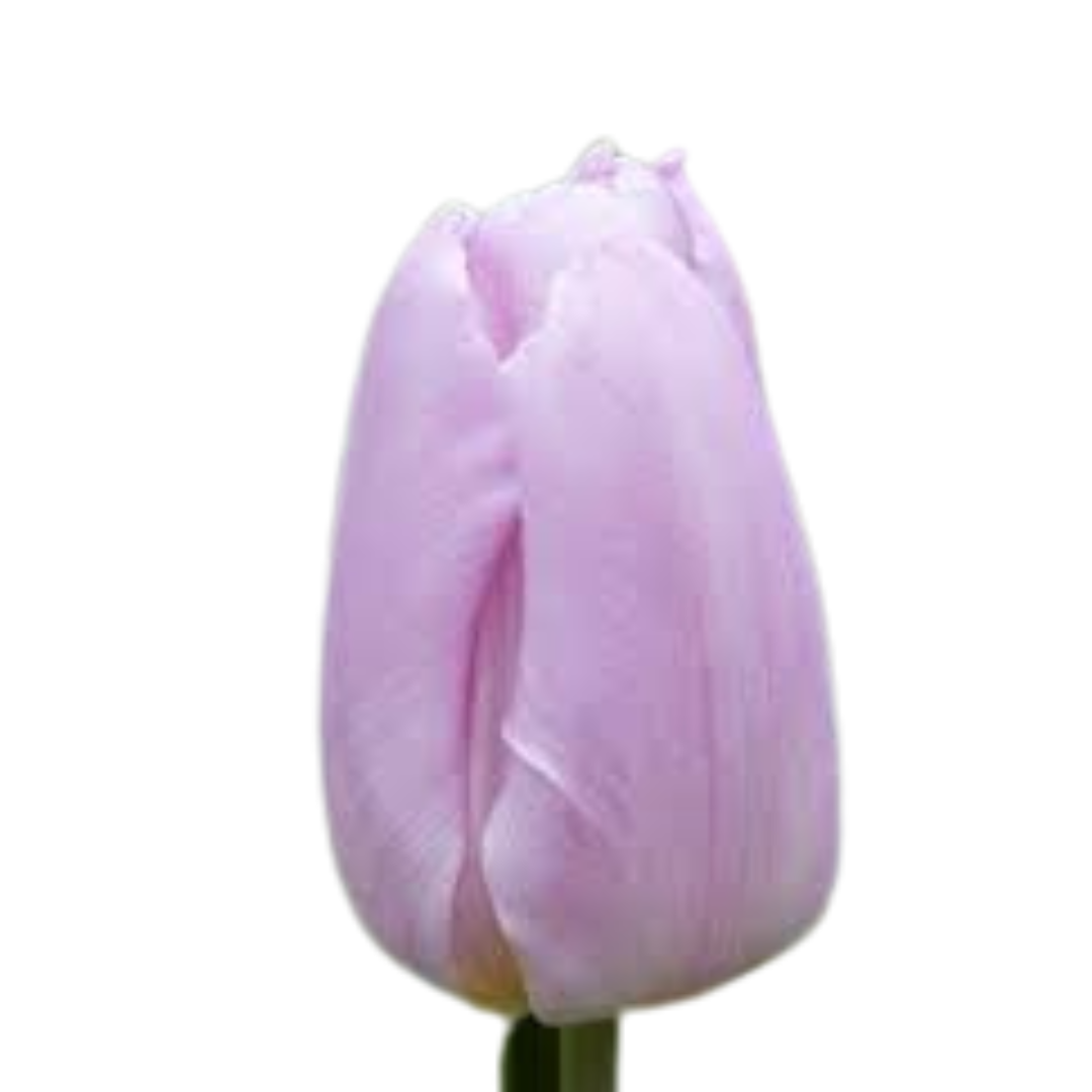 9 Tulpe Candy Prince