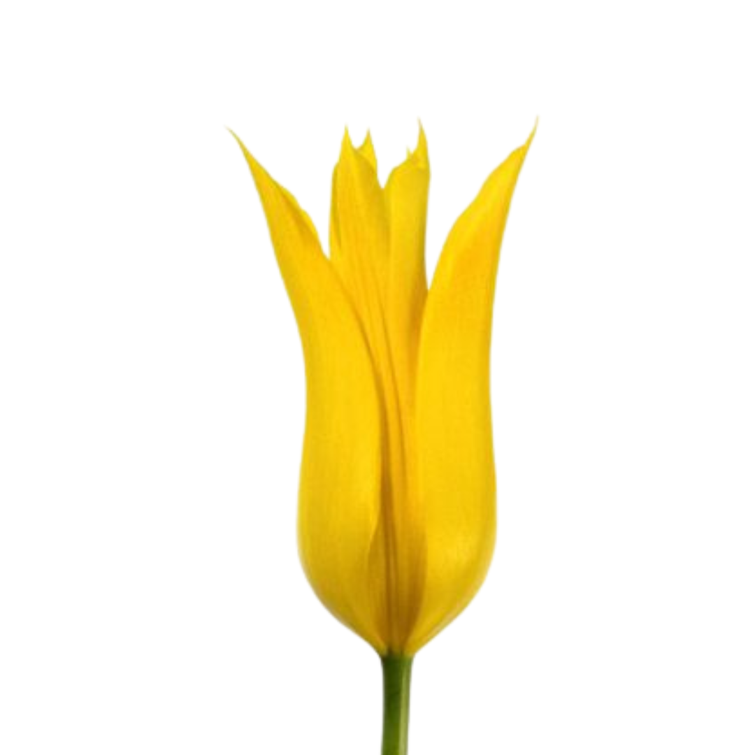 9 Tulpe Glamour