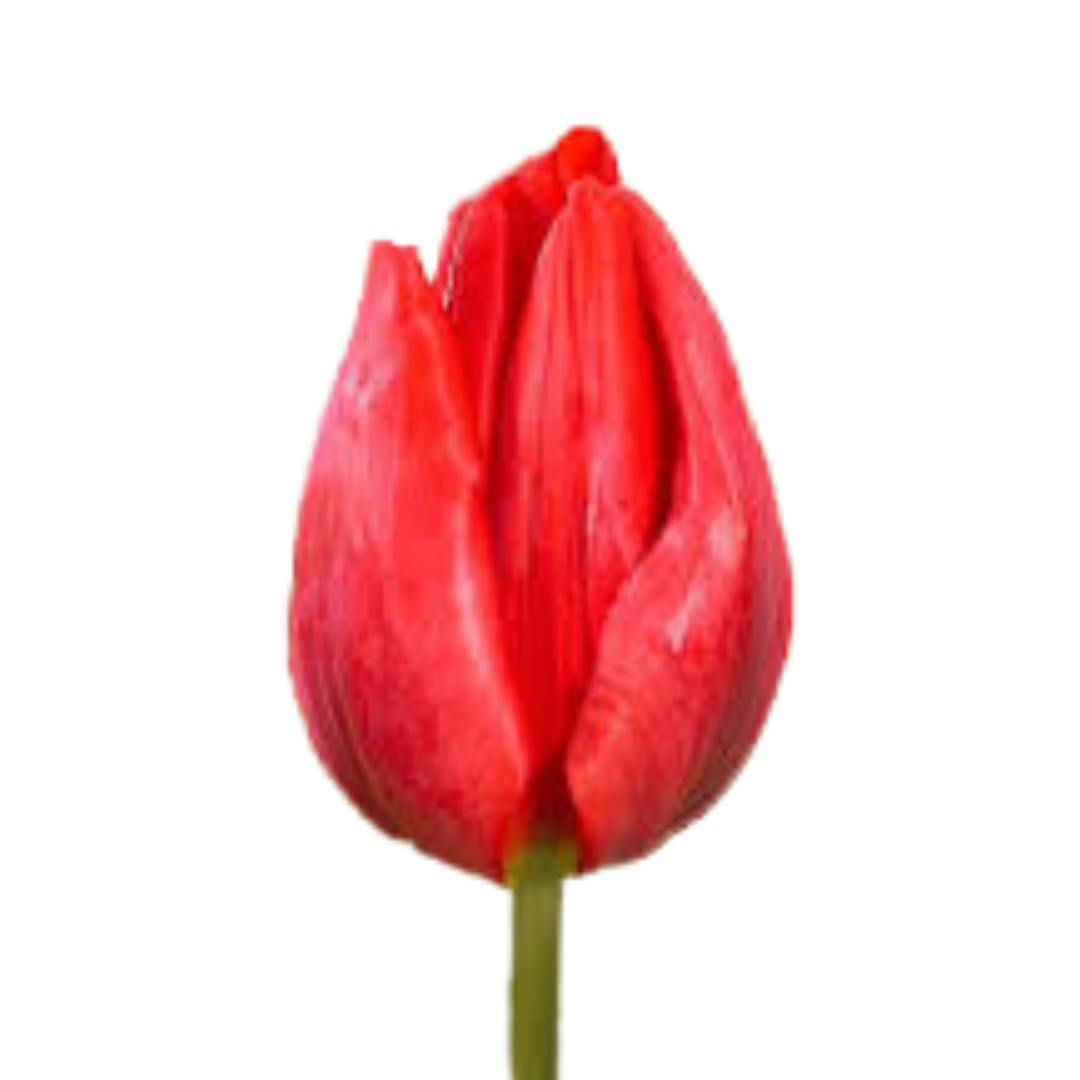 9 Tulpe Toproy