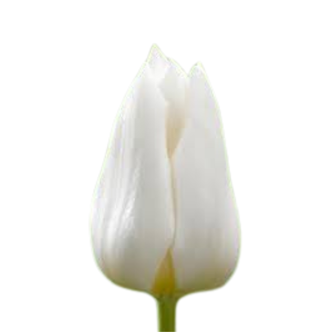 9 Tulpe Royal Virgin