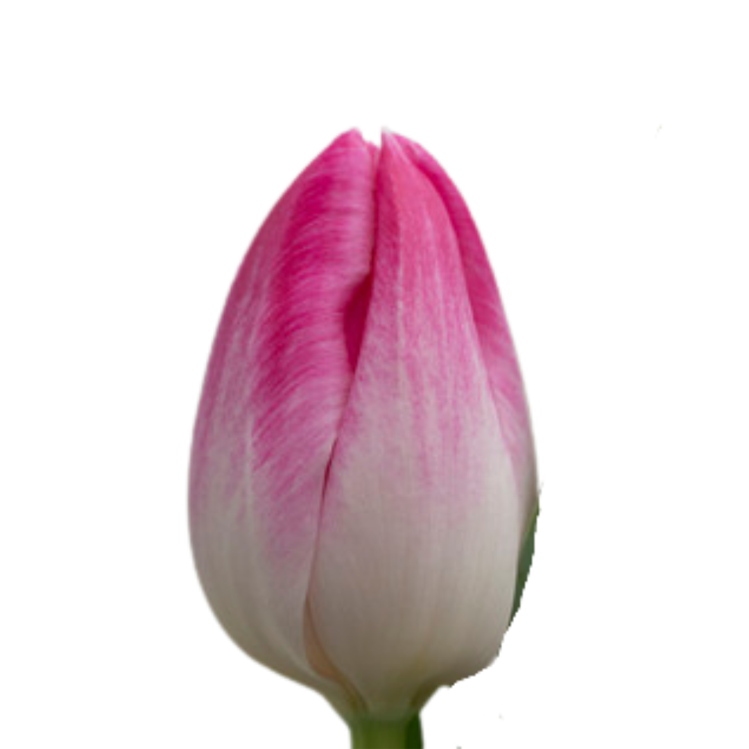 9 Tulpe Pulitzer