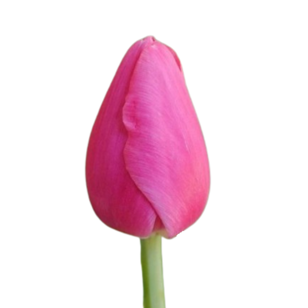 9 Tulpe Jumbo Pink