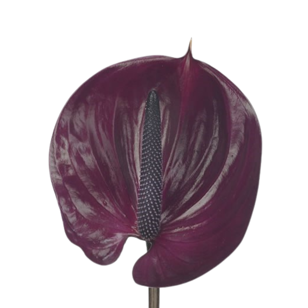 9 Antūrija Maravilla