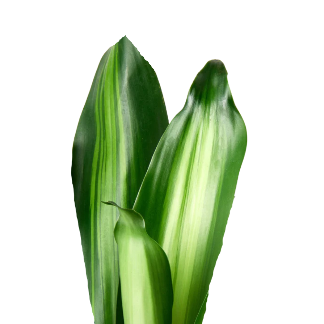 9 Dracena Massangeana
