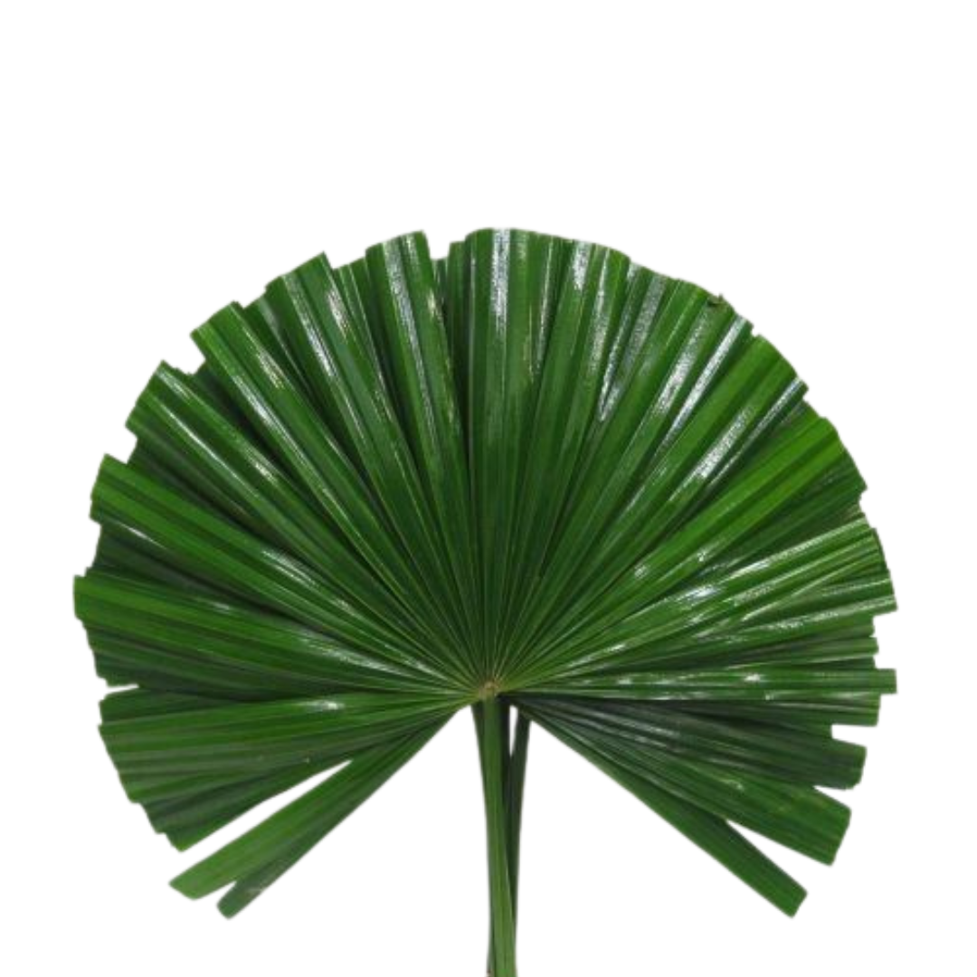 9 Chamaerops Blad