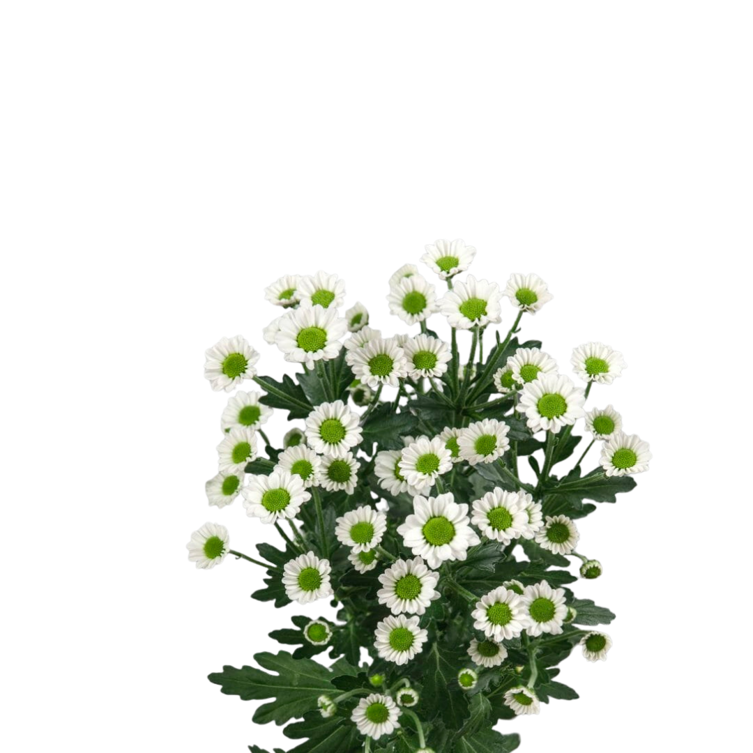 9 Krizantēma Mad Lindi White