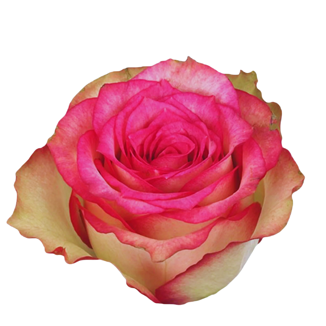 9 Roze Monique
