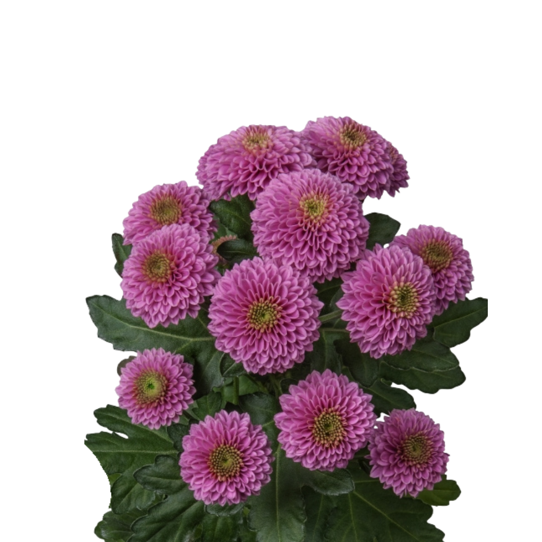 9 Krizantēma Doria