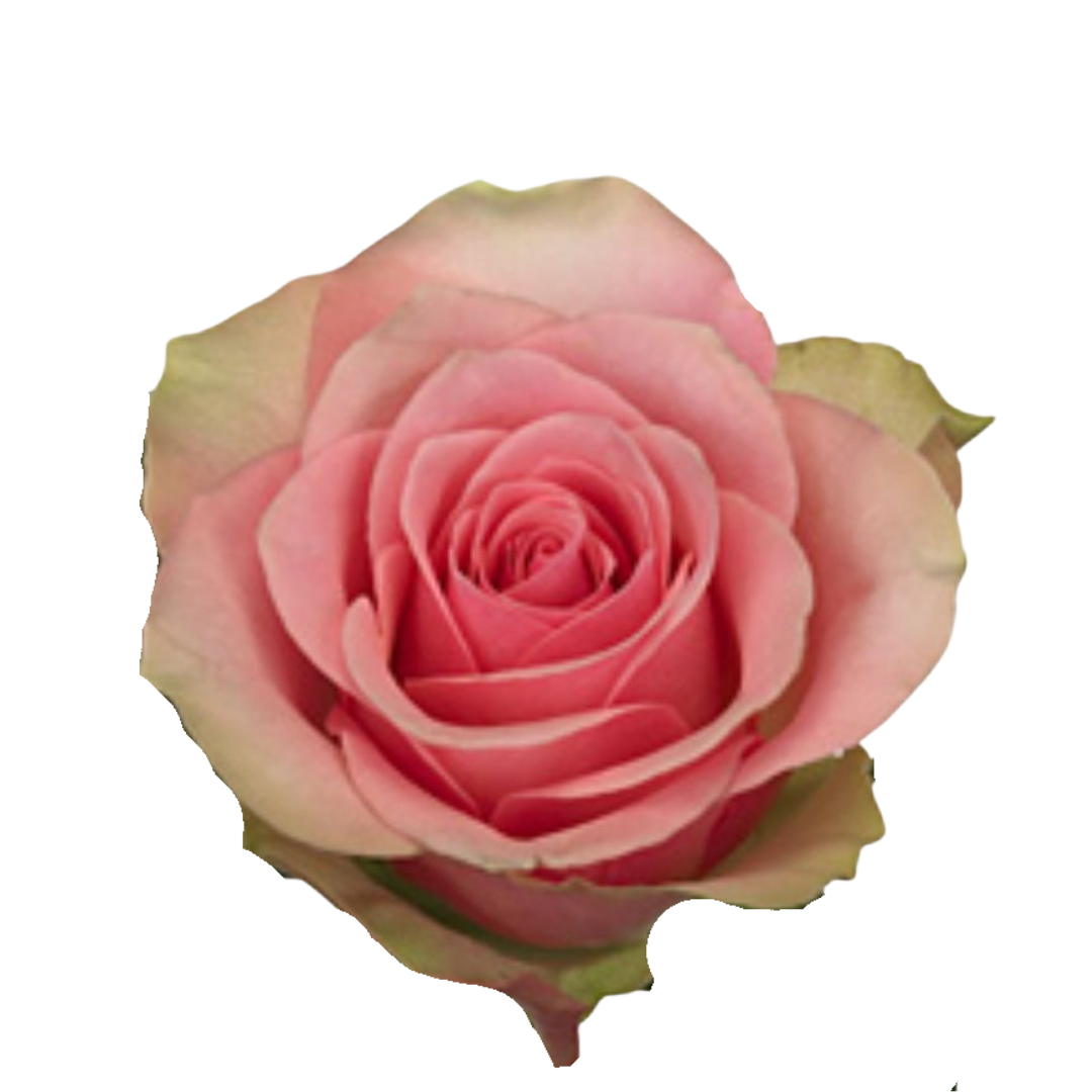 9 Roze Belle Rose