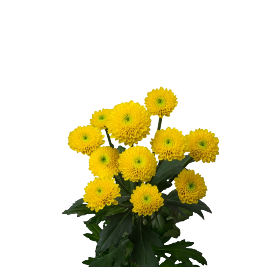 9 Krizantēma Aurinko