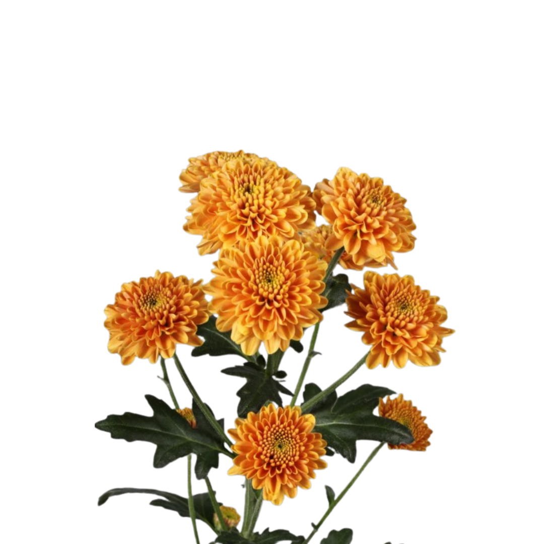 9 Krizantēma ELLISON ORANGE