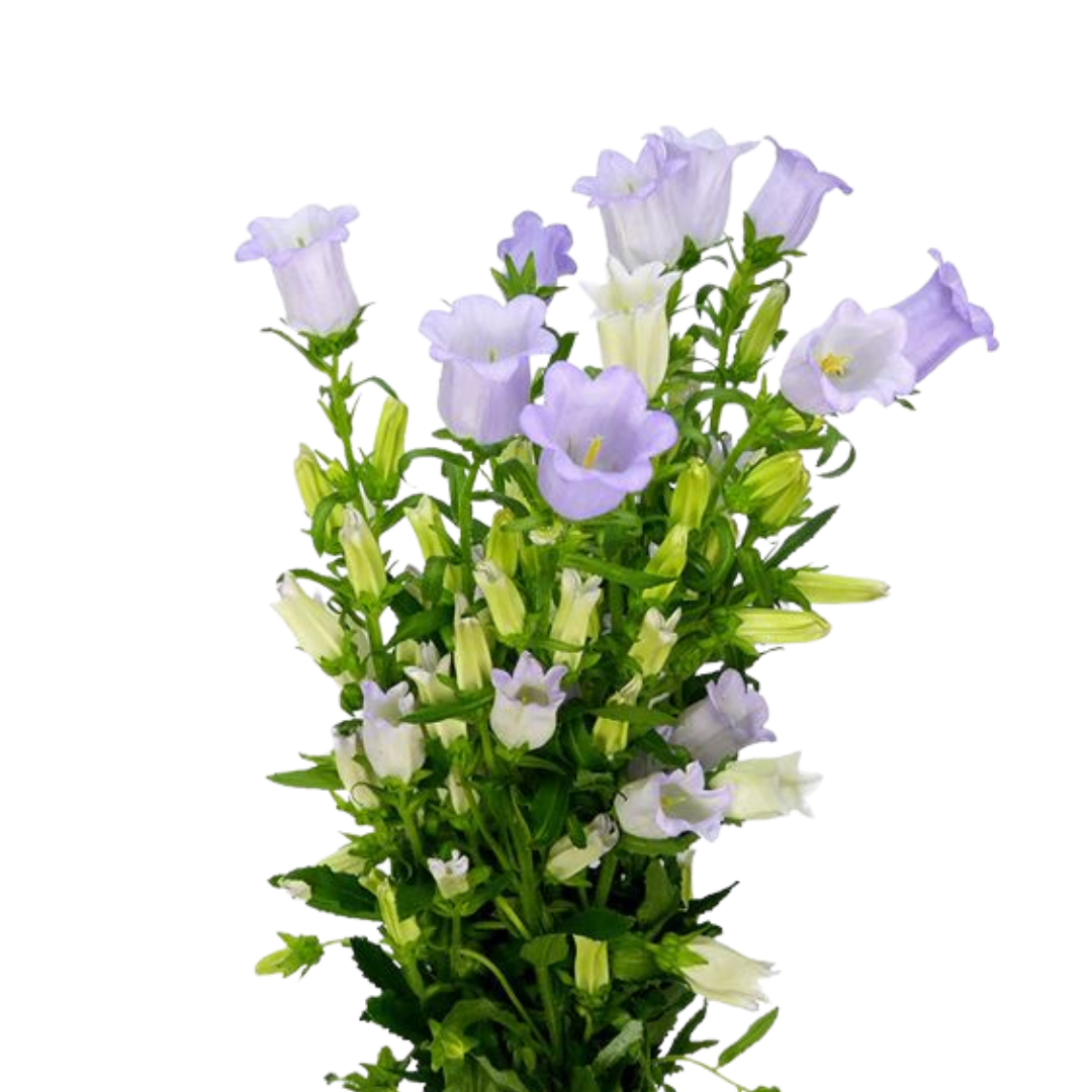 9 Campanula Champion Lave