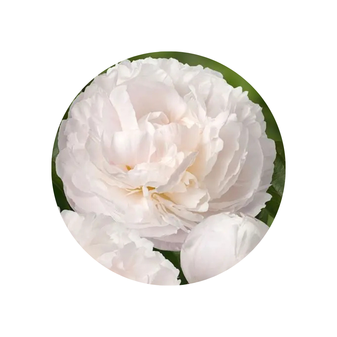 9 Peonija 'Carl G. Klehm'