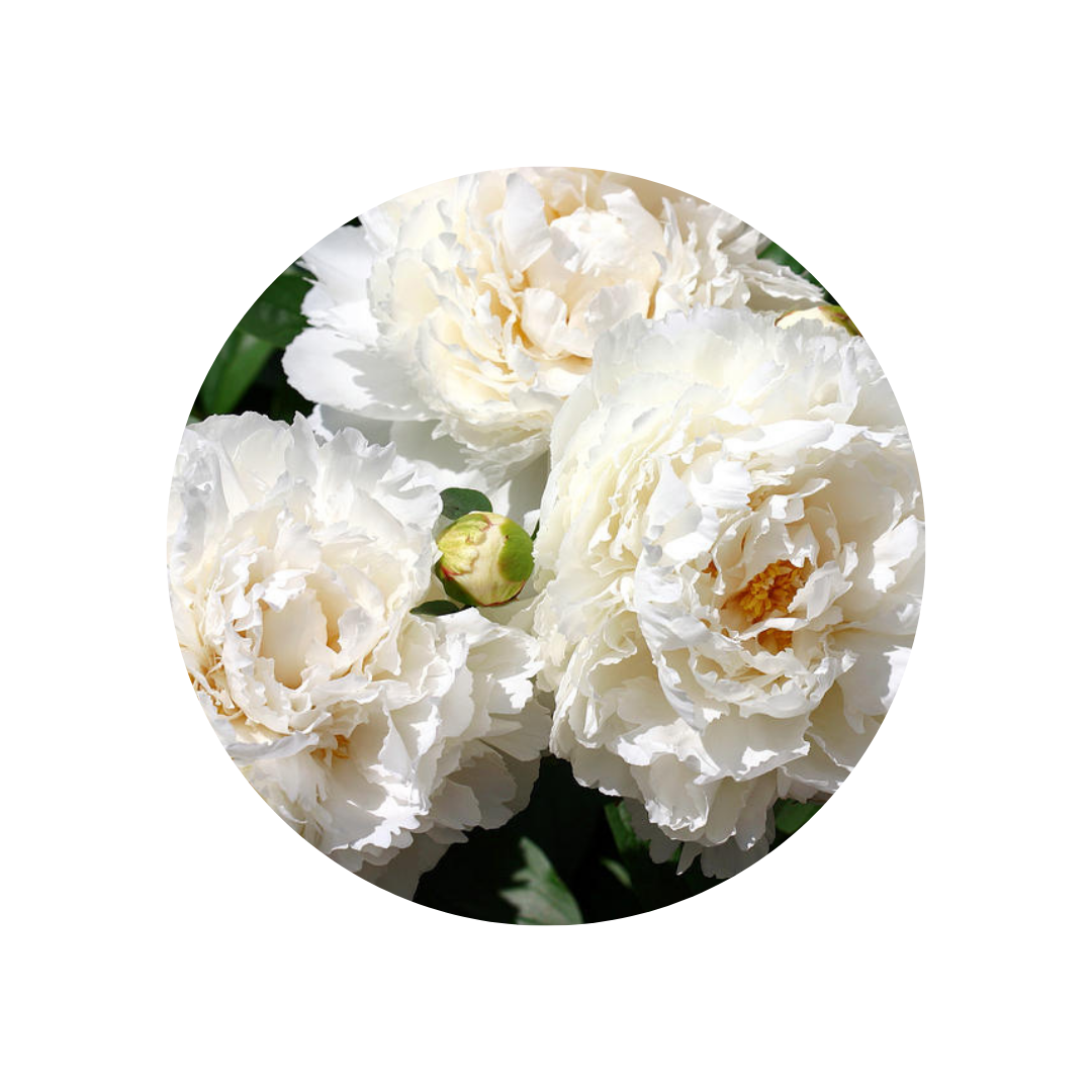9 Peonija 'Bowl of Cream'