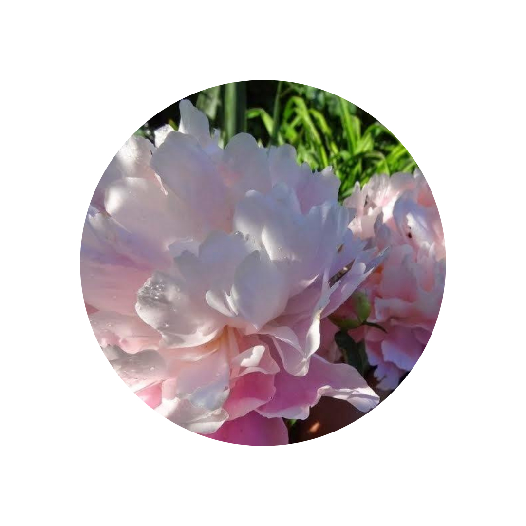 9 Peonija 'Catharina Fontijn'