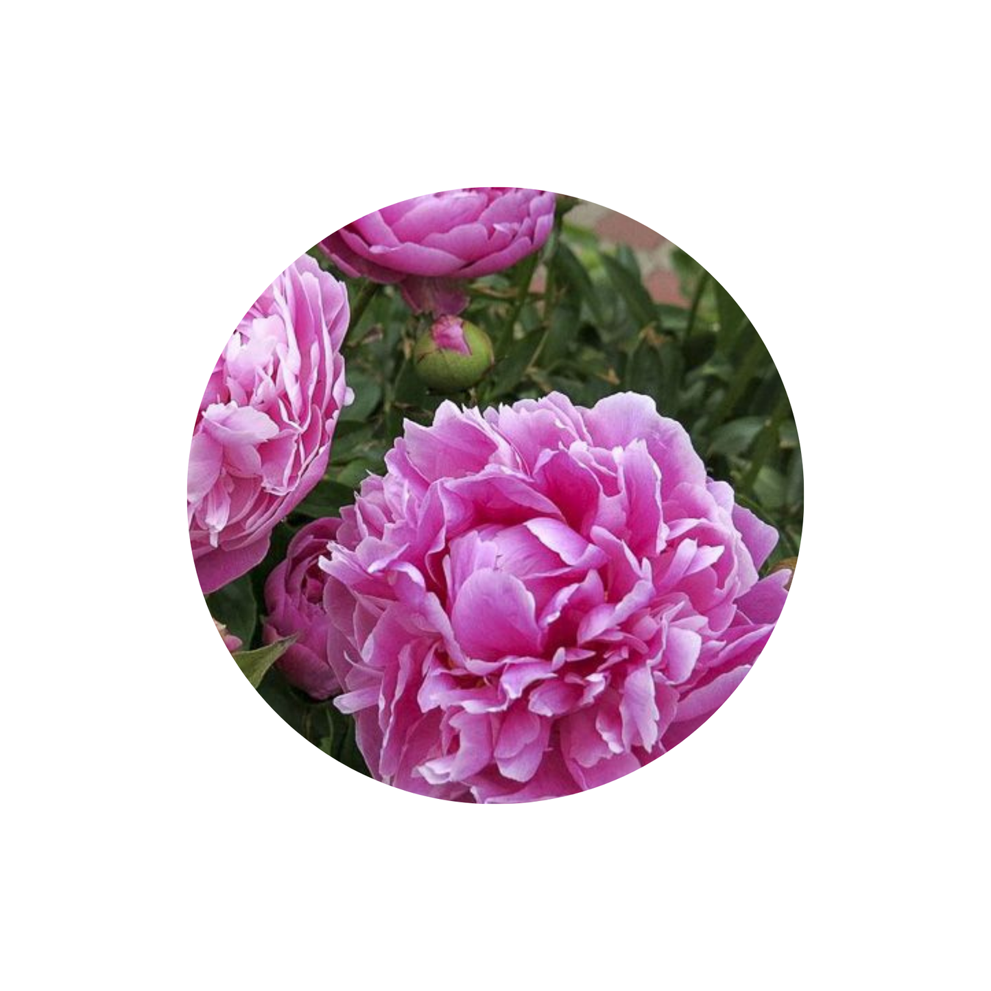 9 Peonija Jacorma