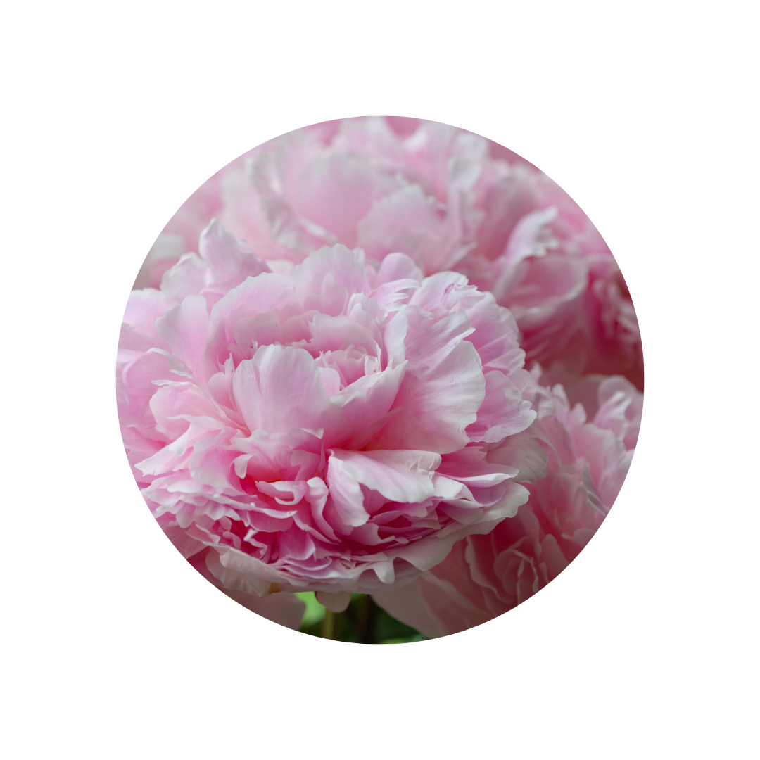 9 Peonija 'Reine Hortense