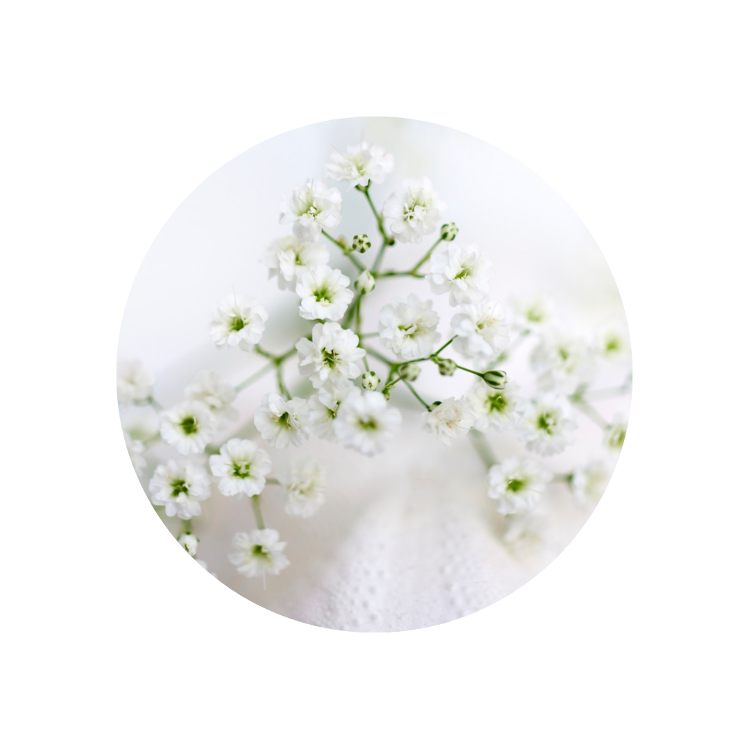 9 Gipsofila Discovery